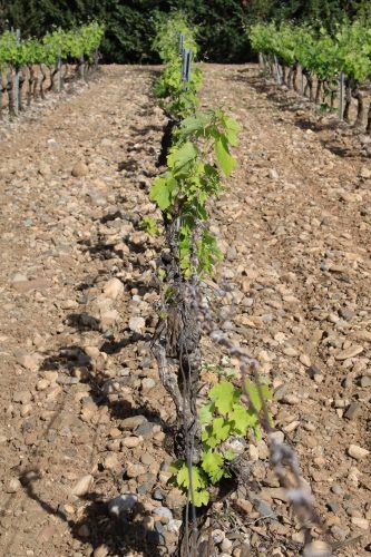 vignes domaine fourty