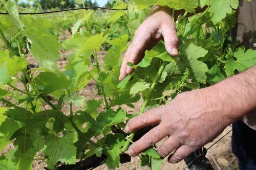 vignes domaine fourty