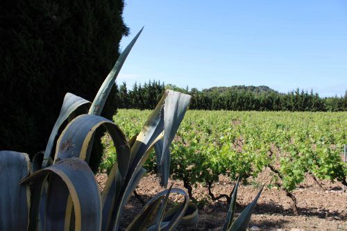 vignes domaine fourty