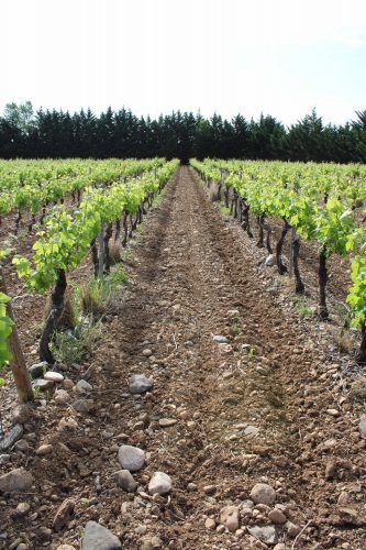 vignes domaine fourty